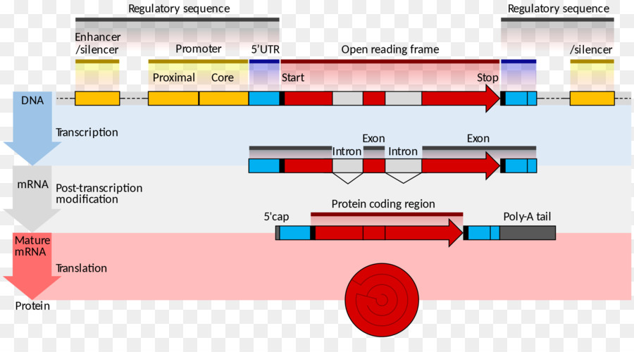 Структура гена，Мессенджер РНК PNG
