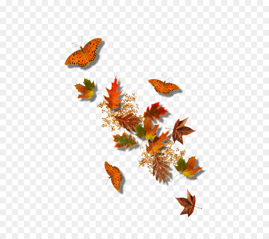 осень，лист PNG