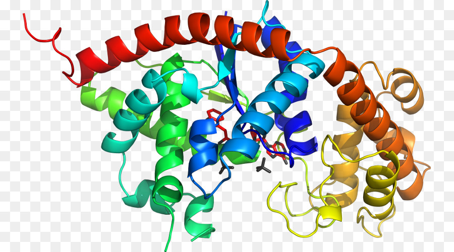 структура белка，молекула PNG
