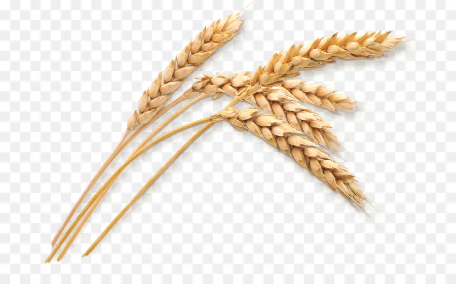 силос，пшеница PNG