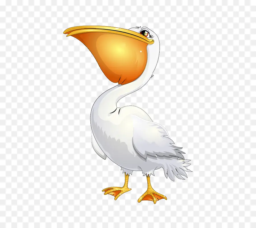 птица，Пеликан PNG