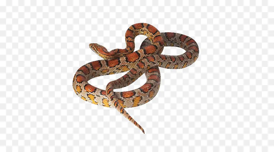 Boa Constrictor，кукурузная змея PNG