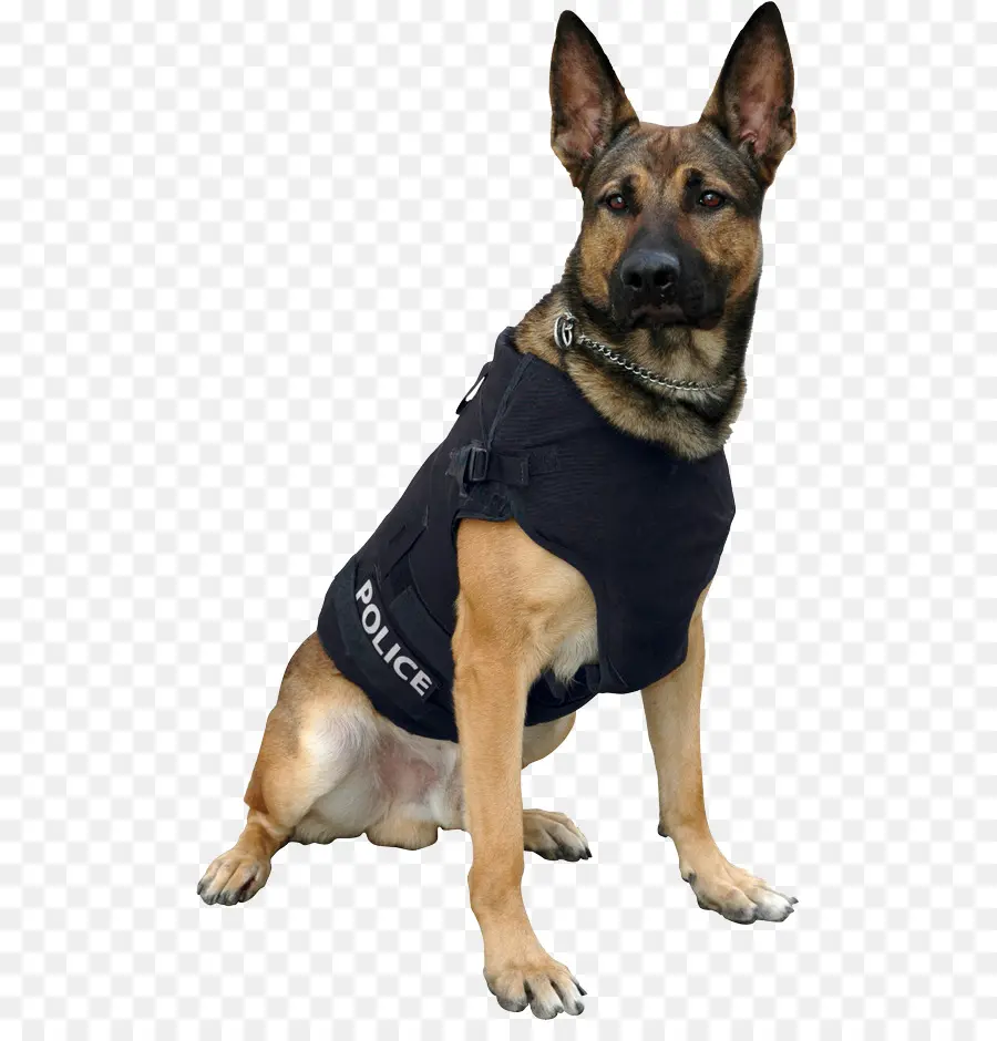 немецкая овчарка，полицейская собака PNG