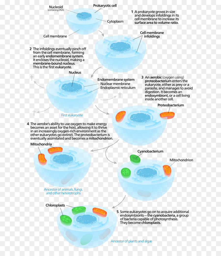 Symbiogenesis，Endosymbiont PNG