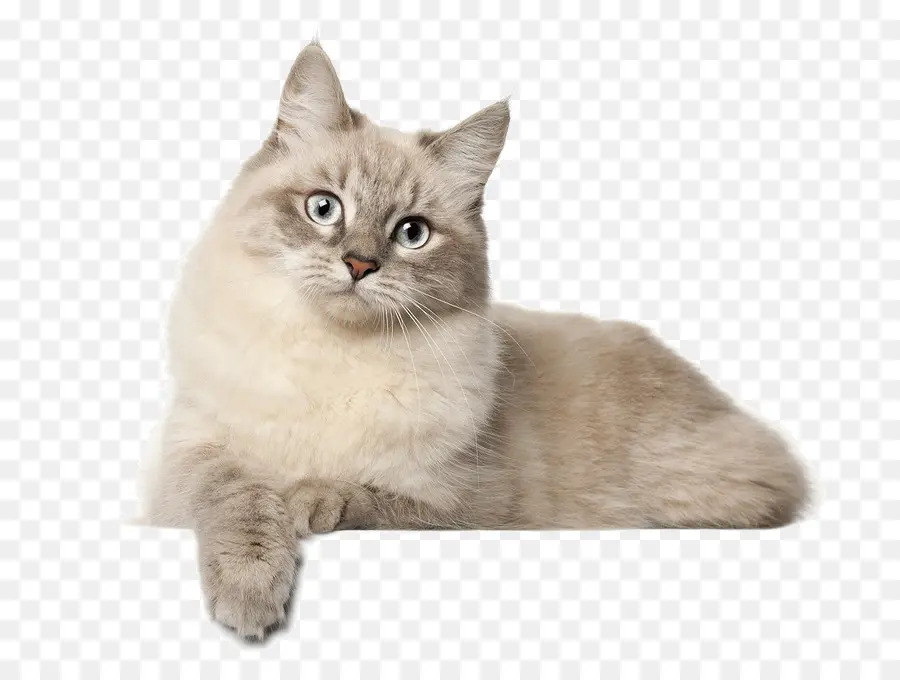 Сибирская кошка，британская короткошерстная PNG