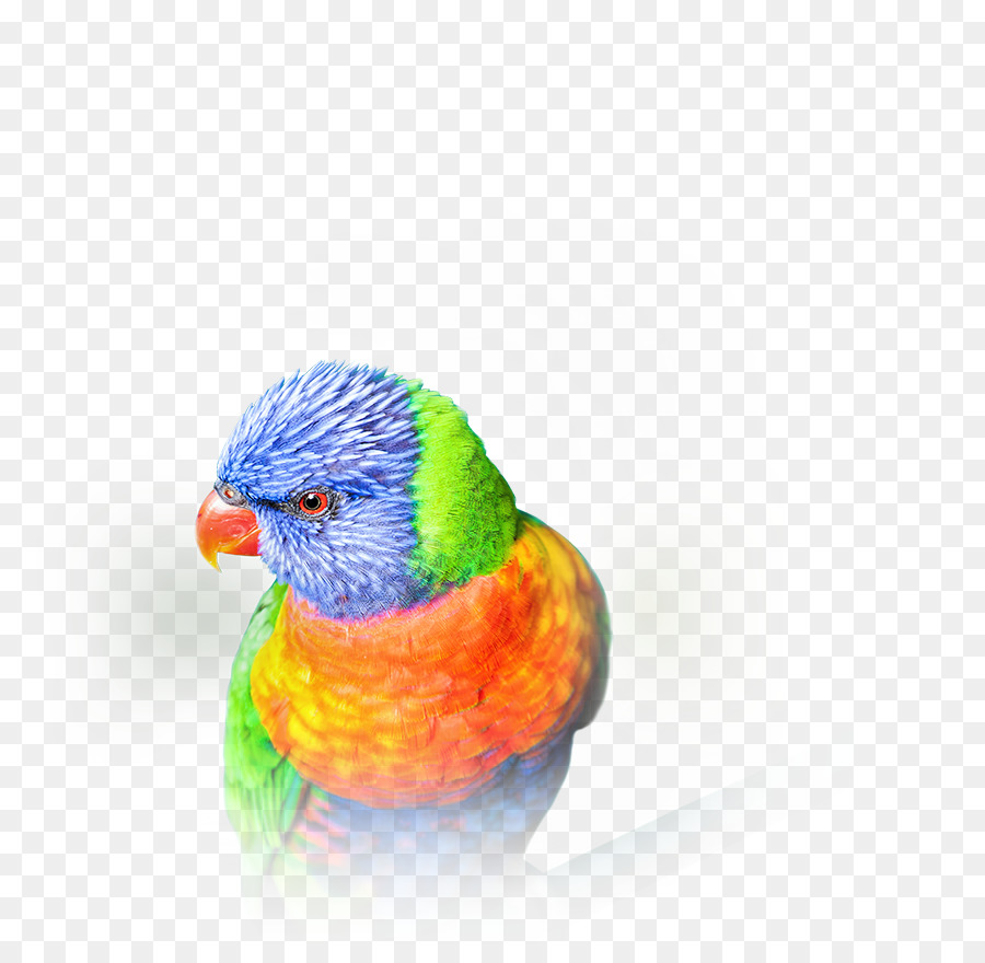 волнистый попугайчик，за ясность PNG