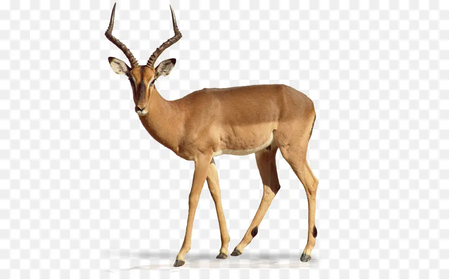 импала，антилопа PNG
