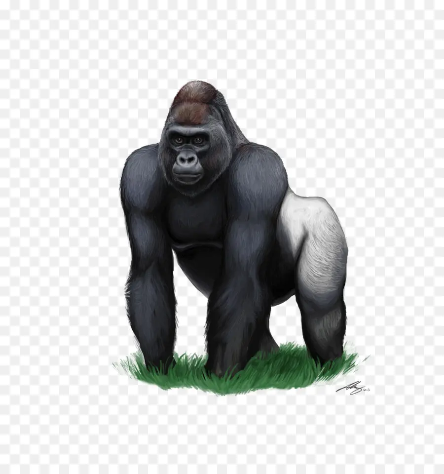 горилла，горные гориллы PNG