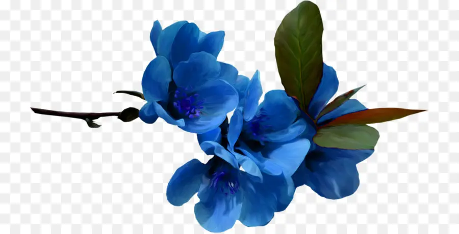 синий，цветок PNG
