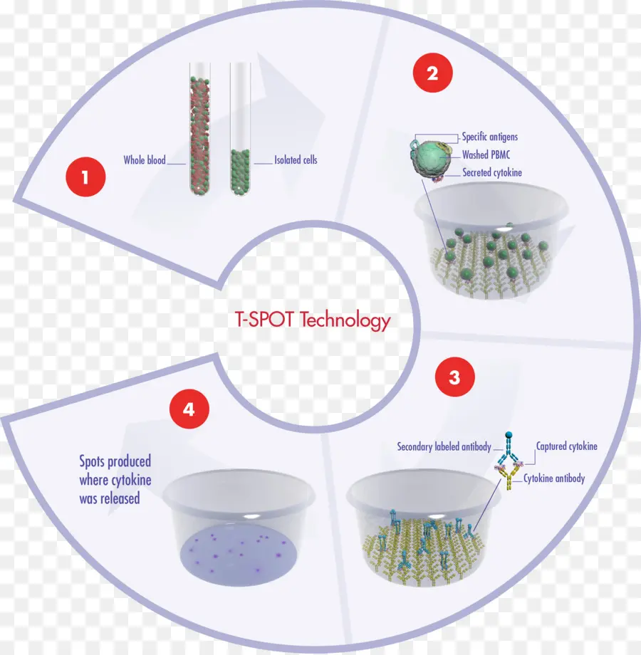 Технология Т СПОТ，Анализ крови PNG