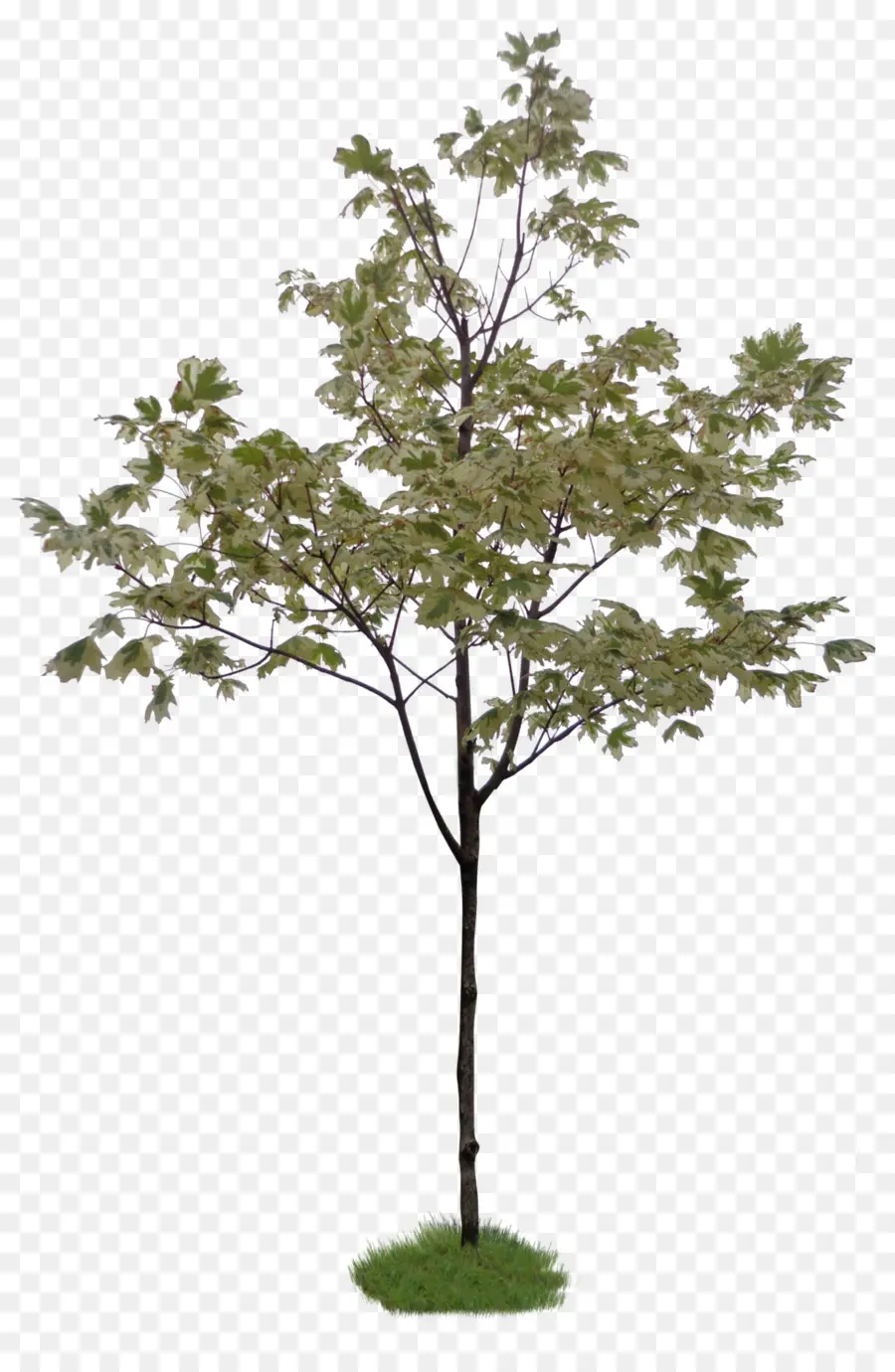прутик，дерево PNG