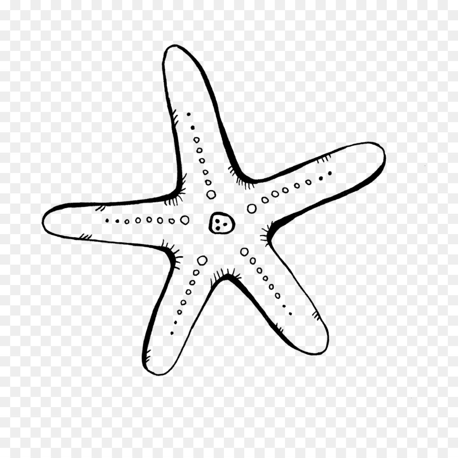 морская звезда，цифровые изображения PNG