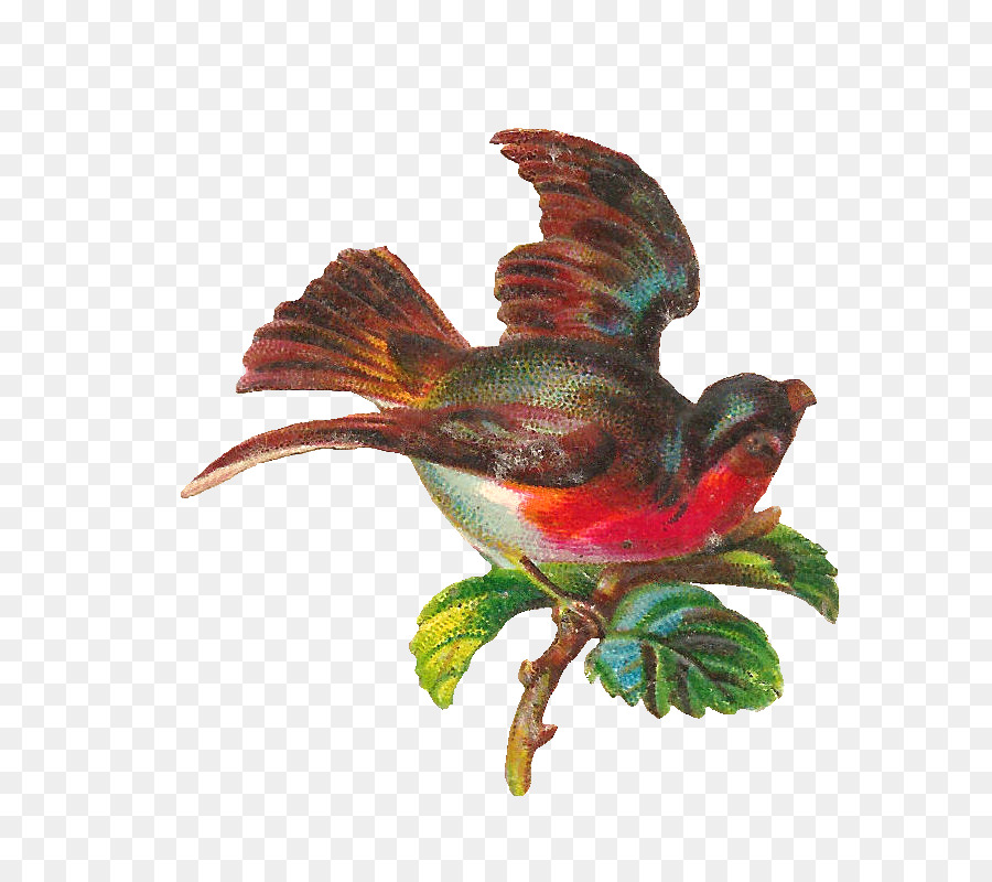 птица，искусство PNG