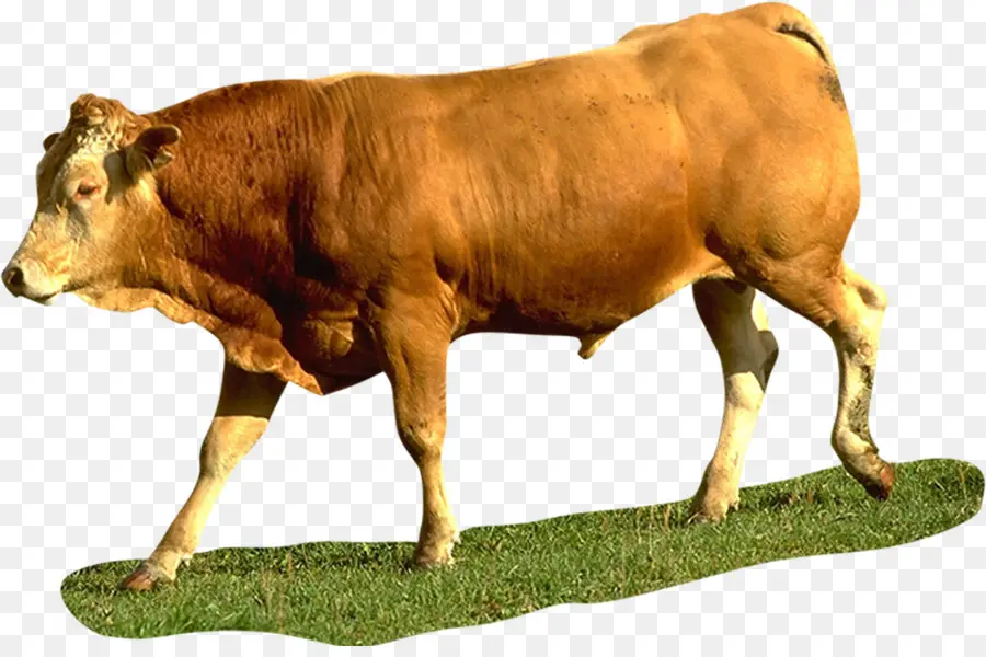 крупный рогатый скот，теленок PNG