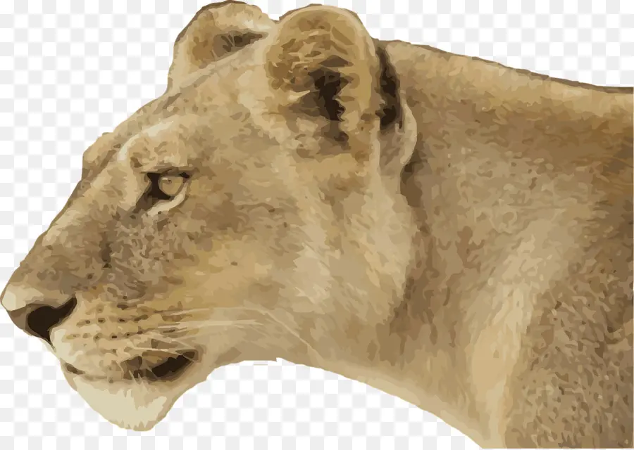 Лев，рисунок PNG