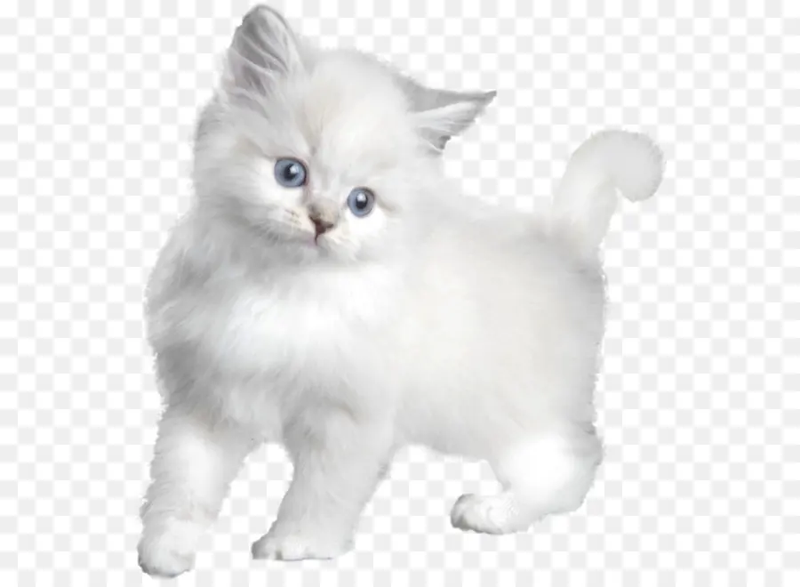 котенок，кот PNG