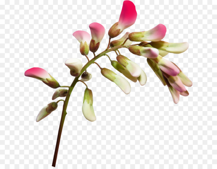 цветок，день рождения PNG