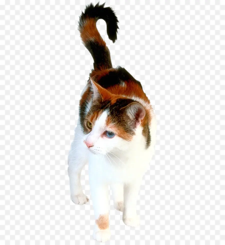котенок，гималайская кошка PNG