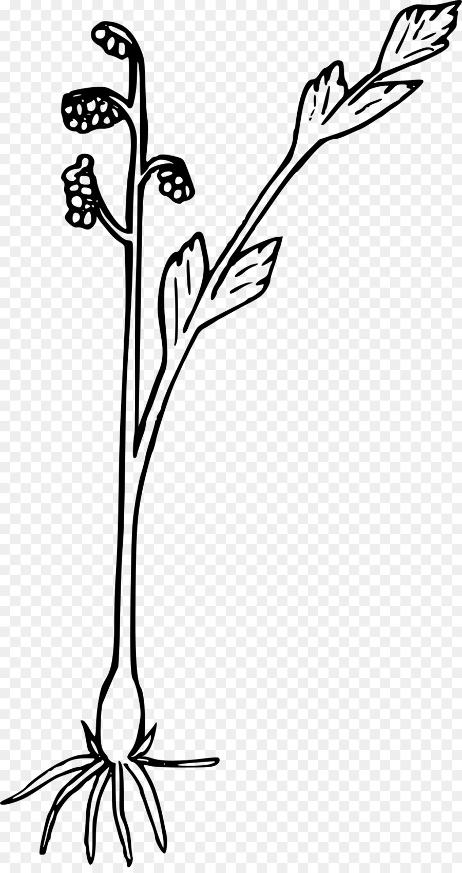 цветок，Ферн PNG