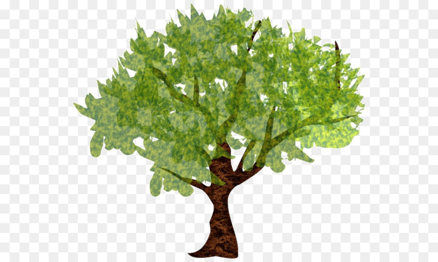 дерево，граб Betulus PNG