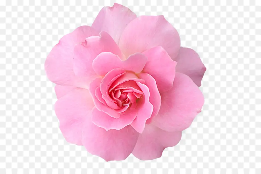 розовые цветы，роза PNG