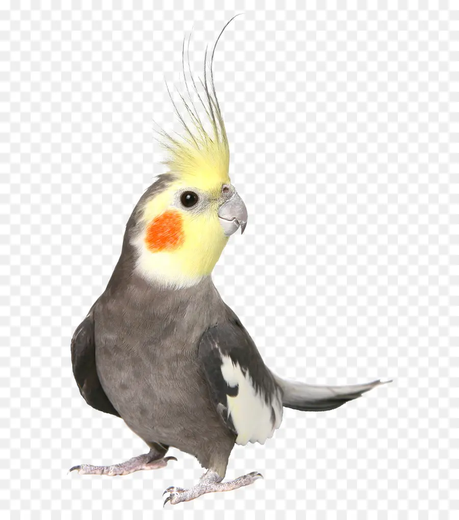 попугая，птица PNG