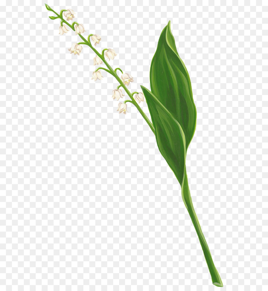 ландыш，цветок PNG