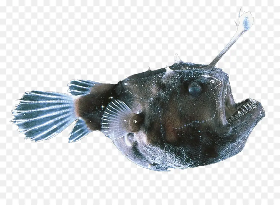 черный Seadevil，рыбы PNG