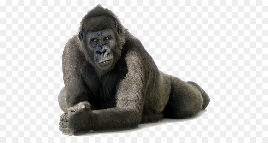 Западная равнинная горилла，бвинди национальный парк PNG