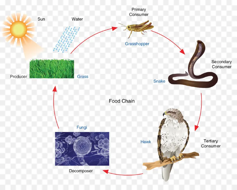Пищевая цепь，Животные PNG
