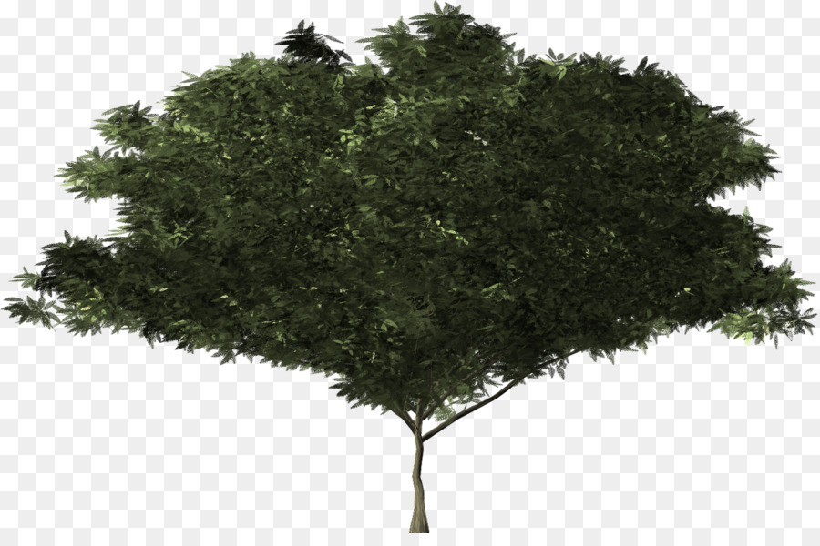 кустарник，дерево PNG