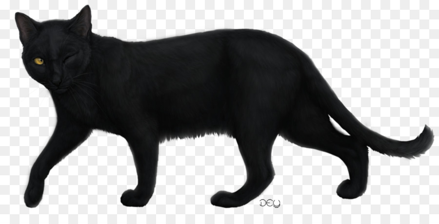 Черная кошка，кошачий PNG