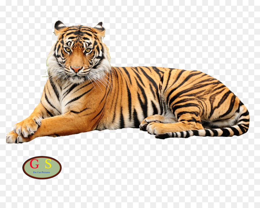 тигр，тенниска PNG