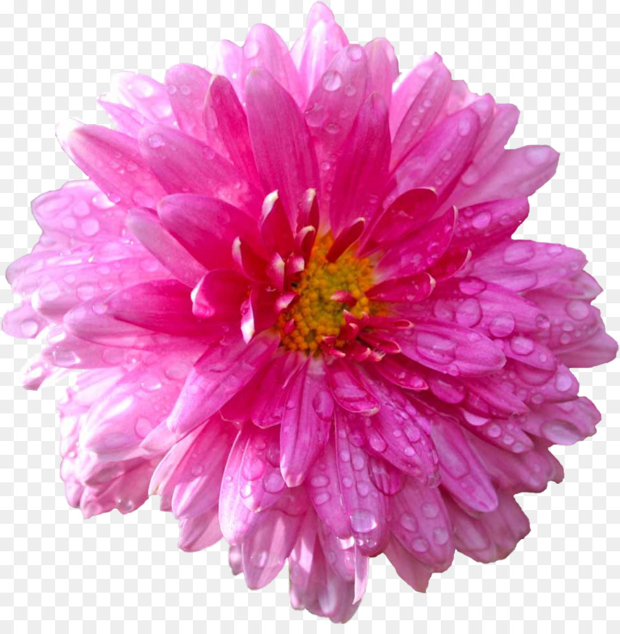 стоковая фотография，цветок PNG