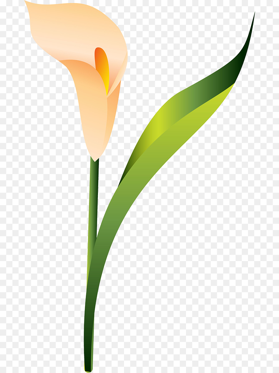 тюльпан，стебель растения PNG