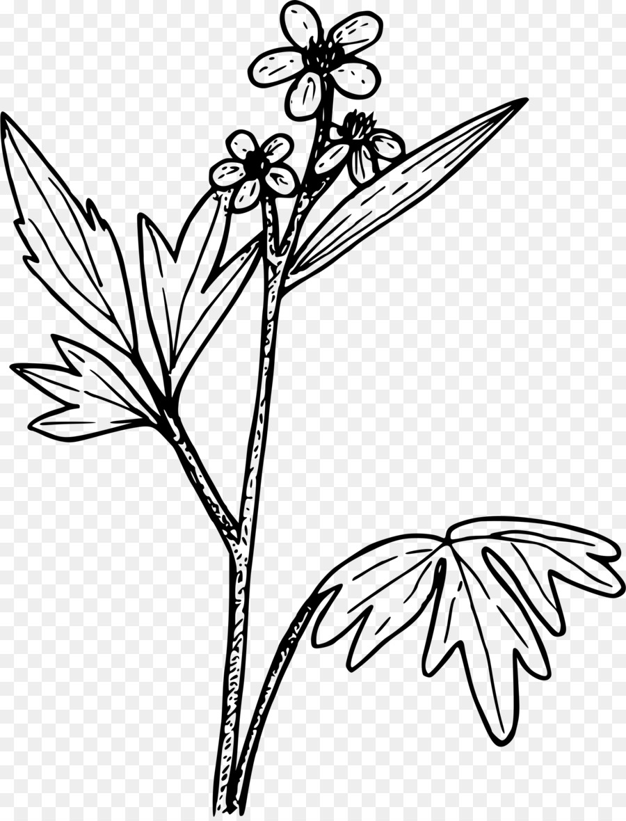 Раскраска Лютик растение