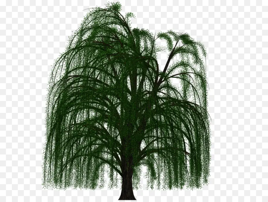 плакучая Ива，дерево PNG