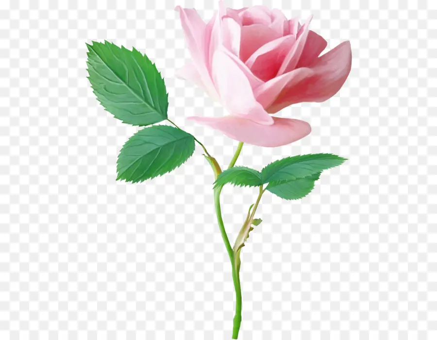 сад роз，розовый PNG