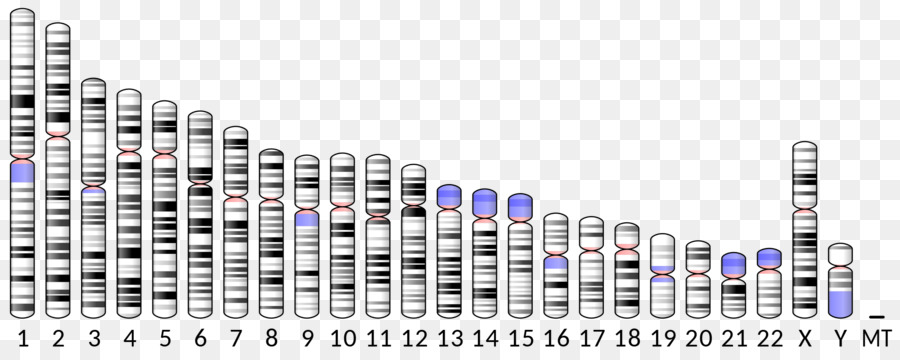 Хромосомы，Генетика PNG