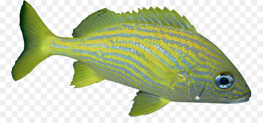 рыбы，зеленый PNG