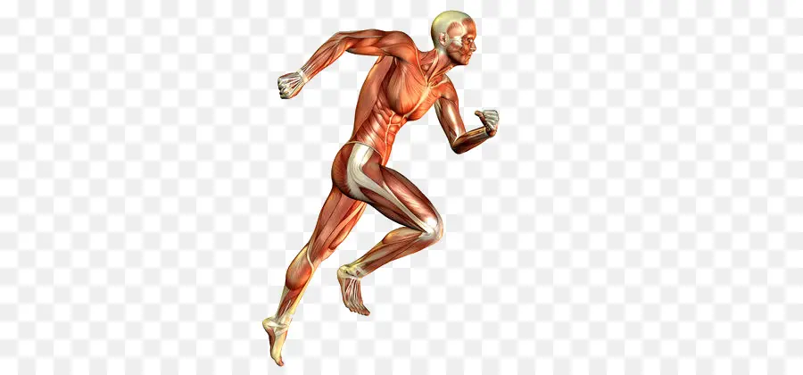 мышцы，мышечная система PNG