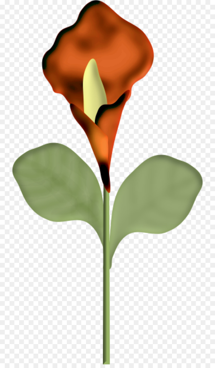цветок，баян мод PNG