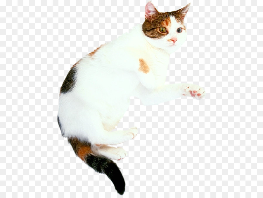 японский бобтейл，американская жесткошерстная кошка PNG
