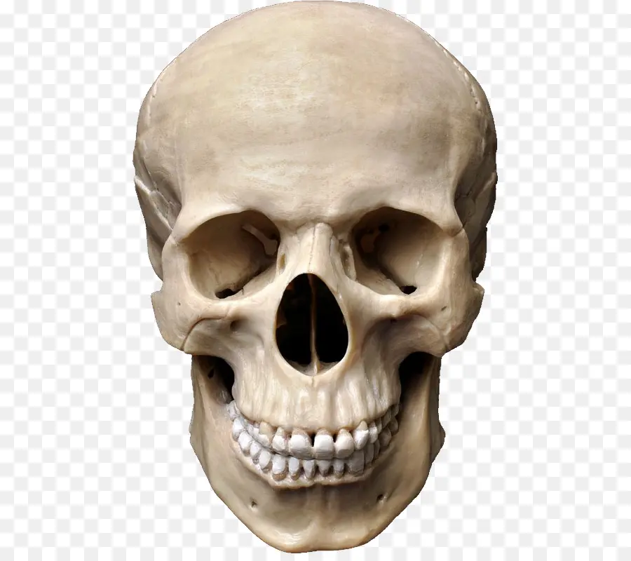 череп，анатомия PNG