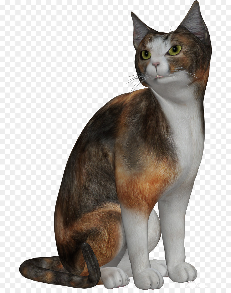 американская жесткошерстная кошка，эгейская кошка PNG