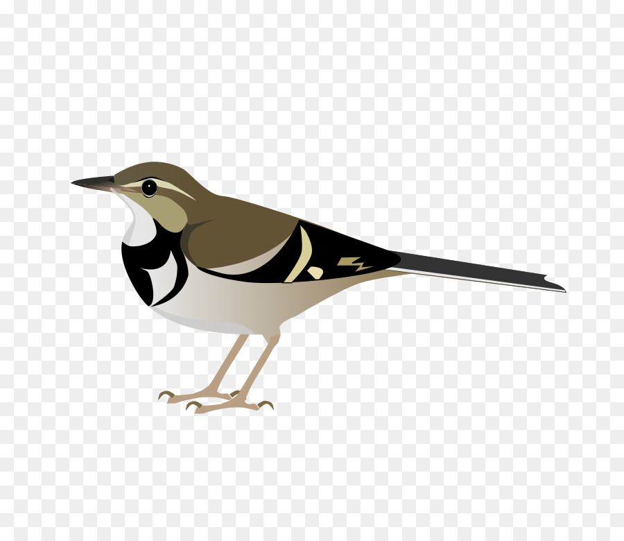 птица，древесная трясогузка PNG