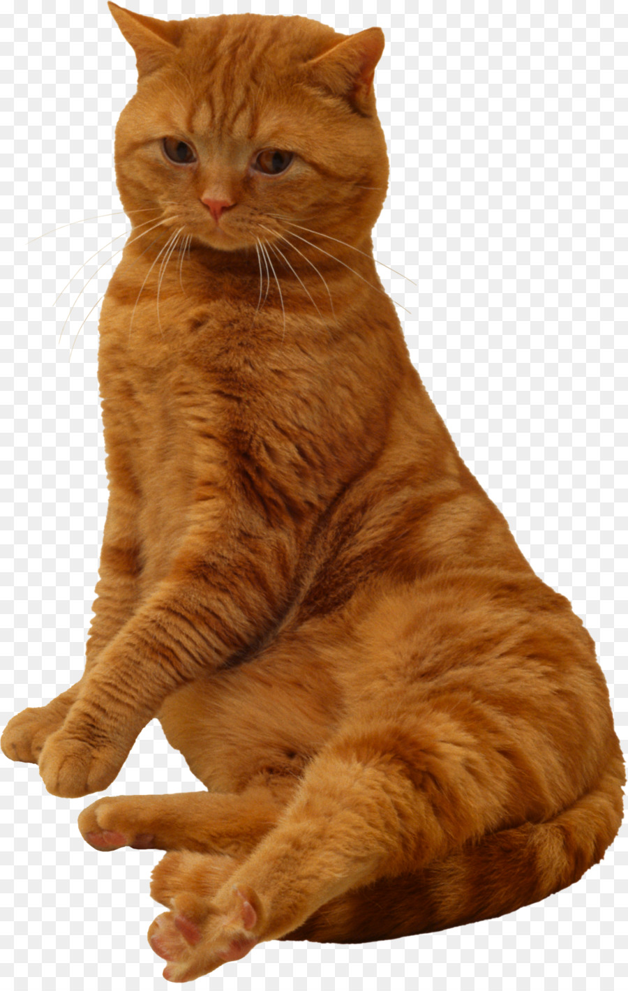 Оранжевый кот，кошачий PNG