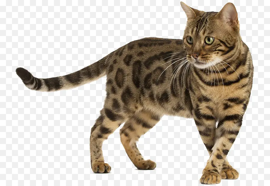 бенгальская кошка，Сибирская кошка PNG