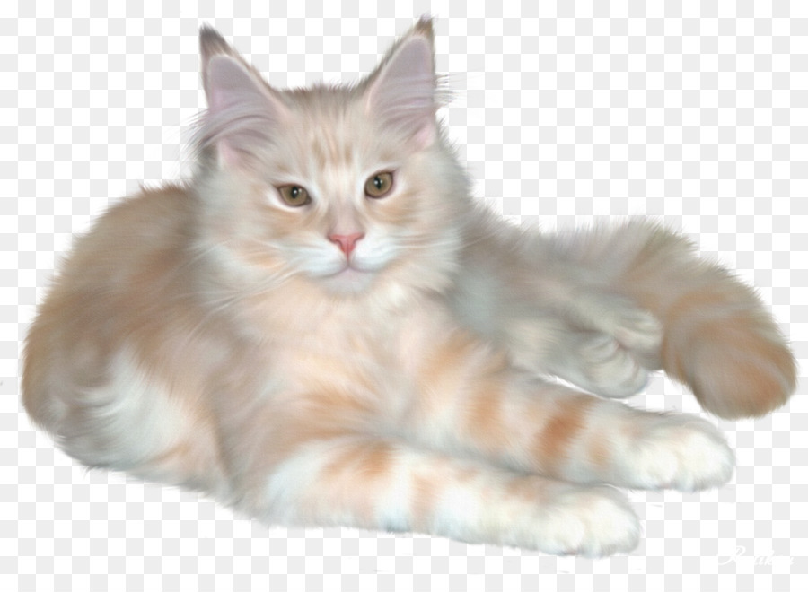 персидская кошка，котенок PNG