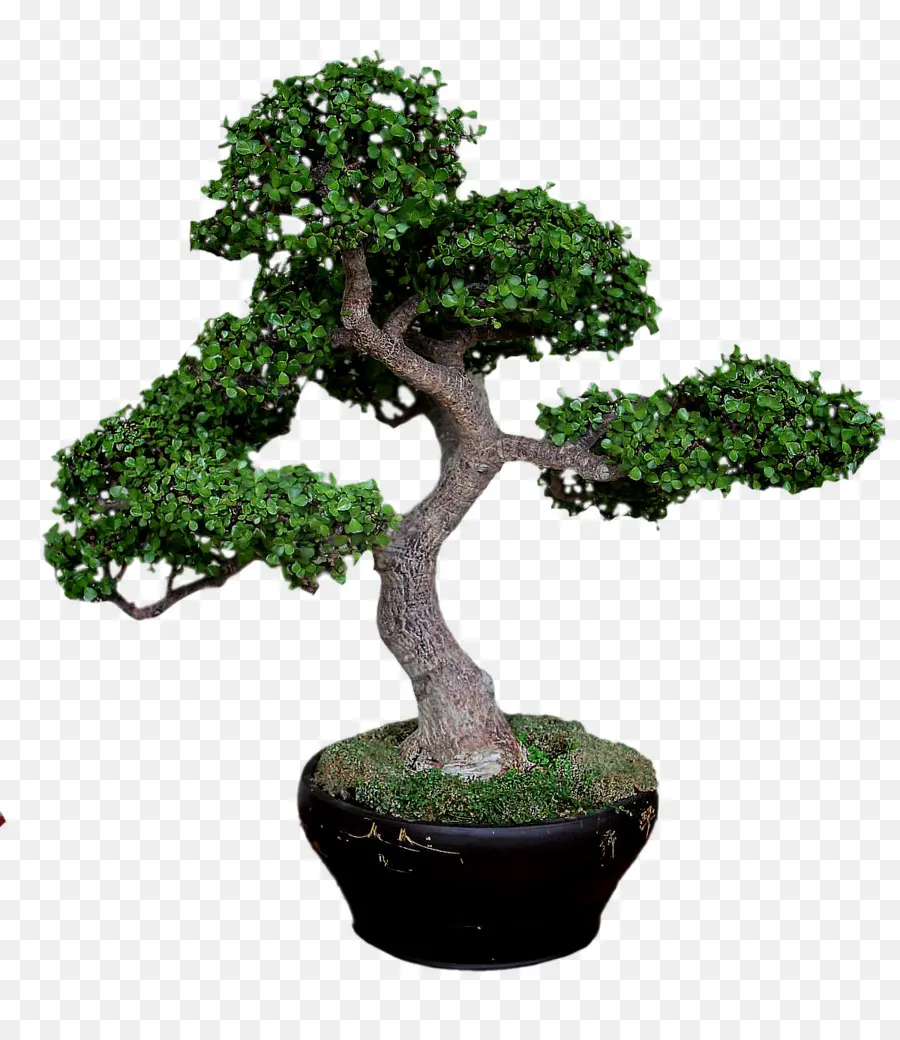 Sageretia Theezans，дерево PNG